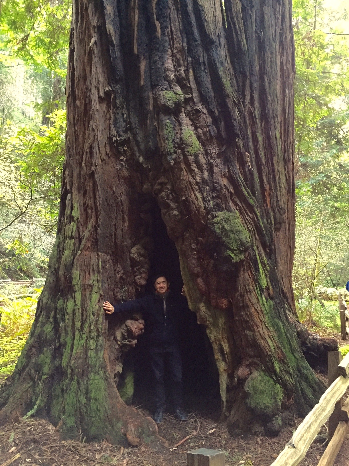 Muir Woods (March 2016)