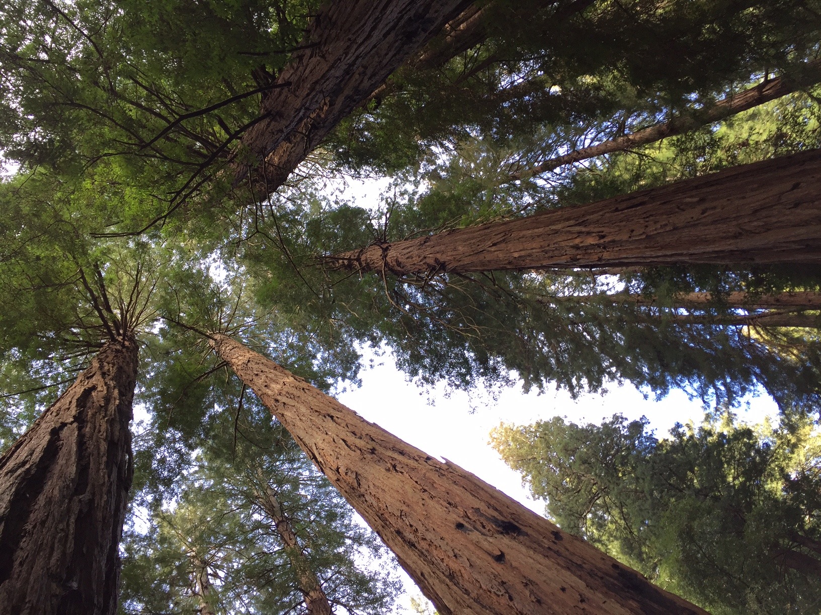 Muir Woods