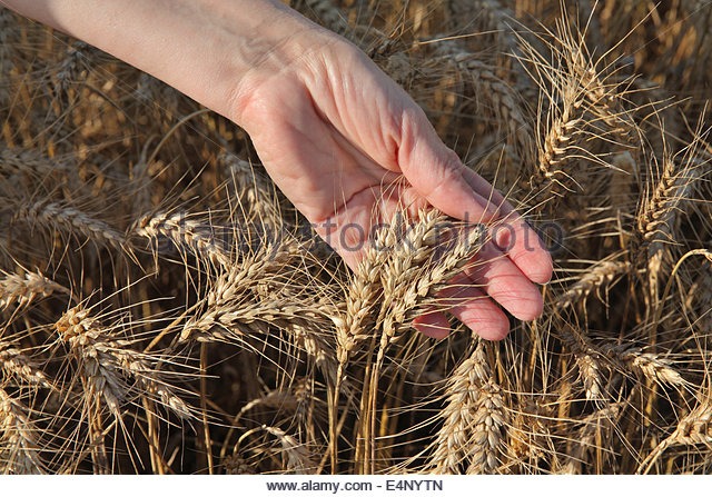 female-agronomist-hand-holding-wheat-crop-e4nytn