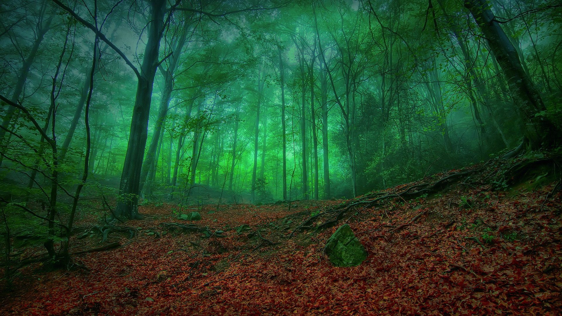 Misty Green Forest Enchantment Nature Leaves Mist Trees Forests Wallpaper For Android